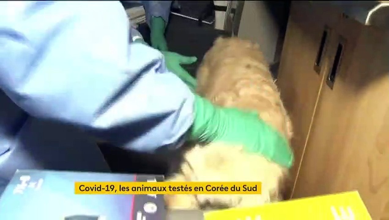 Covid-19 : la Corée du Sud teste désormais les chiens et les chats