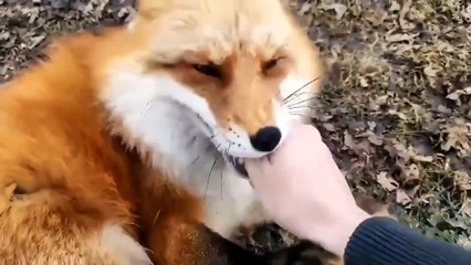 Kahkaha atan tilkiler!