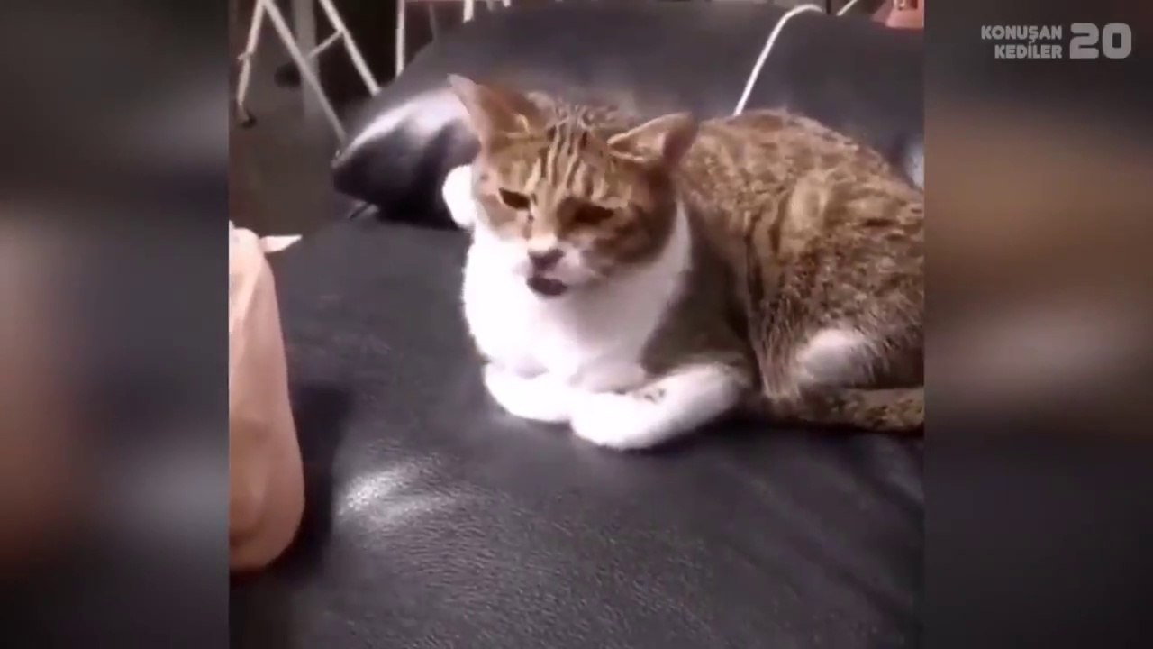 Konuşan Kediler 20 - En Komik Kedi Videoları - Dailymotion Video