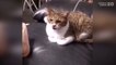 Konuşan Kediler 20 - En Komik Kedi Videoları