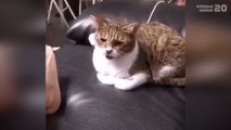 Konuşan Kediler 20 - En Komik Kedi Videoları