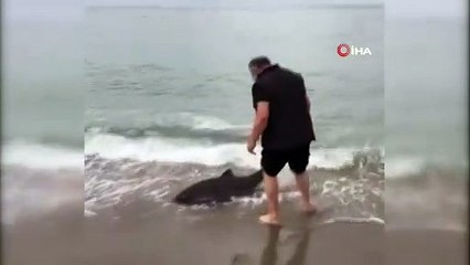 Karaya vuran yunusu hayata döndürdü