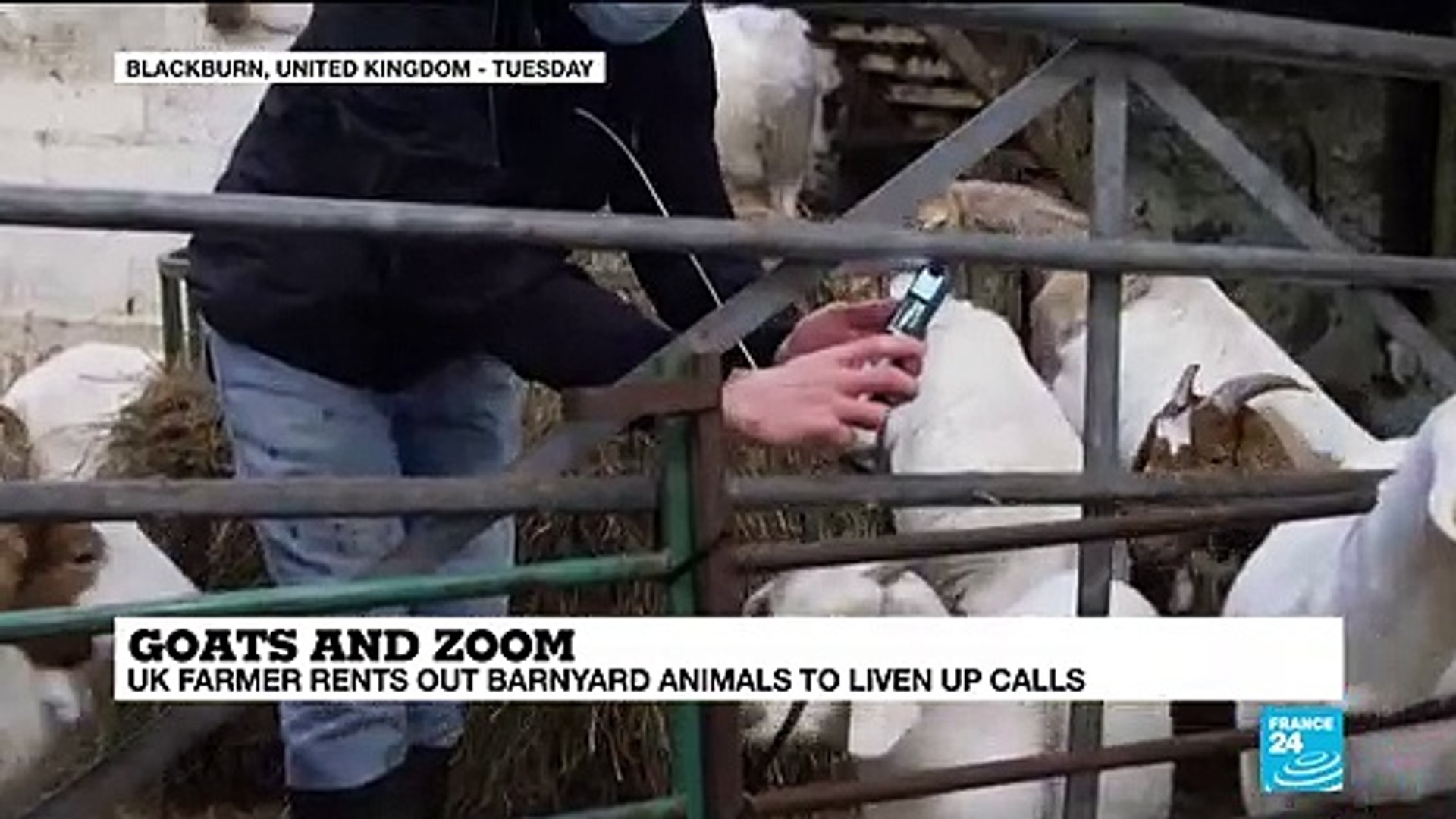 No kidding: Video calls with goats boost British farm