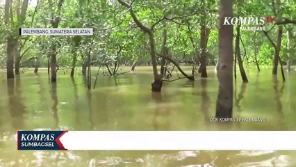 Tim Percepatan Dibentuk Akibat Rehabilitasi Lahan Mandek Di Sumsel