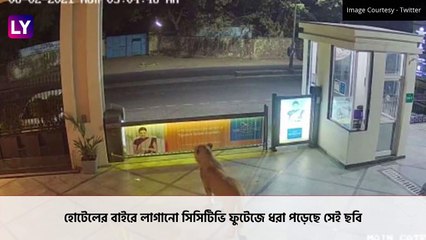 Lion Enters Hotel Compound In Junagadh: হোটেলের অন্দরে সিংহী, ভয়ে কাঁপছেন পর্যটকেরা