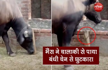 भैंस ने दिमाग लगाकर गले में बंधी चेन से पाया छुटकारा, चालाकी देख हर कोई हुआ हैरान