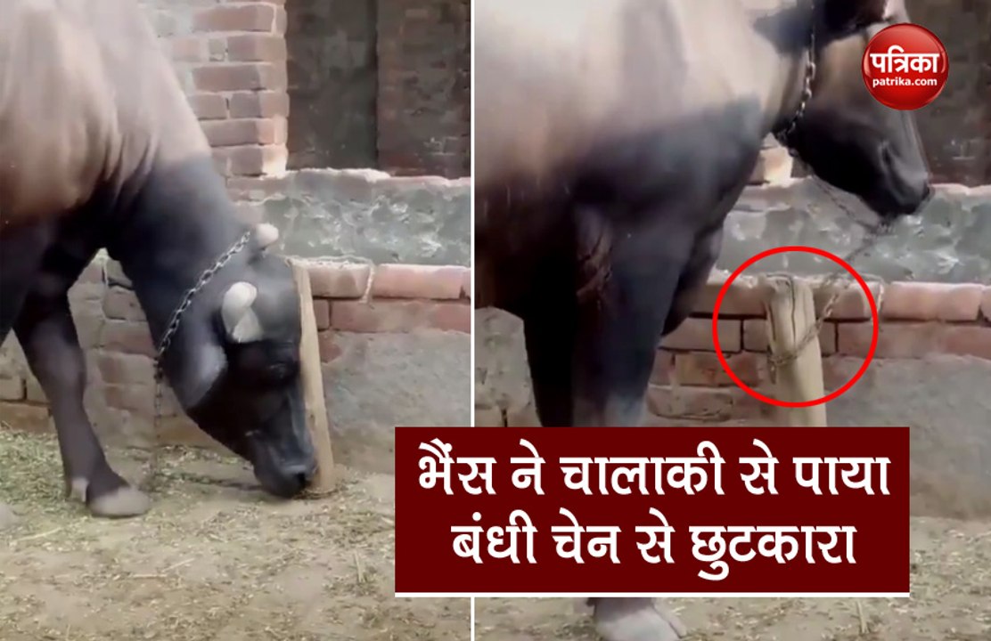 भैंस ने दिमाग लगाकर गले में बंधी चेन से पाया छुटकारा, चालाकी देख हर कोई हुआ हैरान