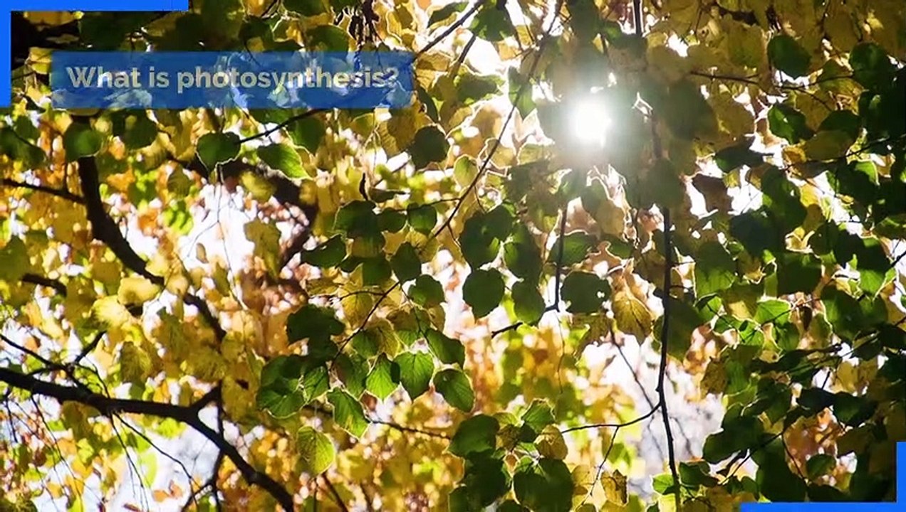 Home learning - The most commonly searched questions for school kids learning at home – and their answers