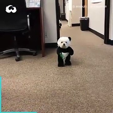 Des chiens maltais habillés en costumes de pandas