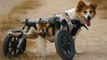 Thaïlande : des chiens paralysés retrouvent le plaisir de courir