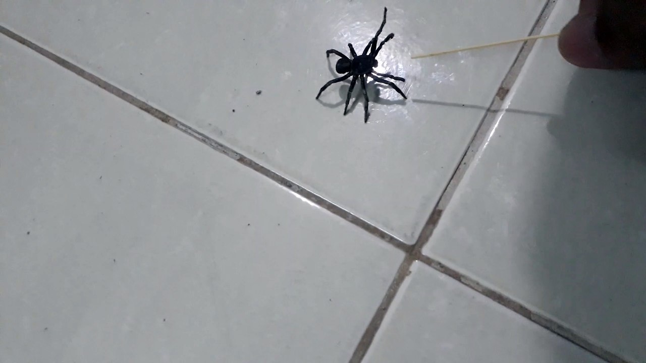 Nhện độc xâm nhập tại nhà