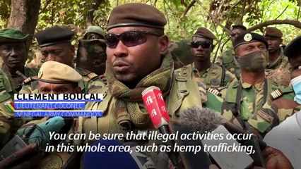 Senegalese army seizes cannabis fields and rebel forest bases