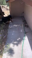 Doggy Throws Snake to Protect Kitty