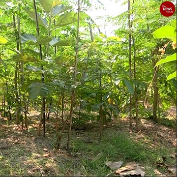 Chennai gets new Miyawaki forest spread over 3000 sq feet