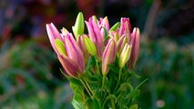 bd-arreglos-florales-para-obsequiar-dia-del-amor-y-la-amistad-110221