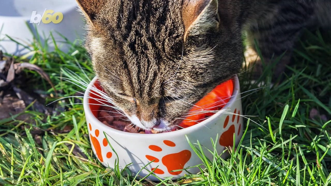 Scientists Have Figured Out How To Get Your Cat To Stop Bringing Home Dead Birds