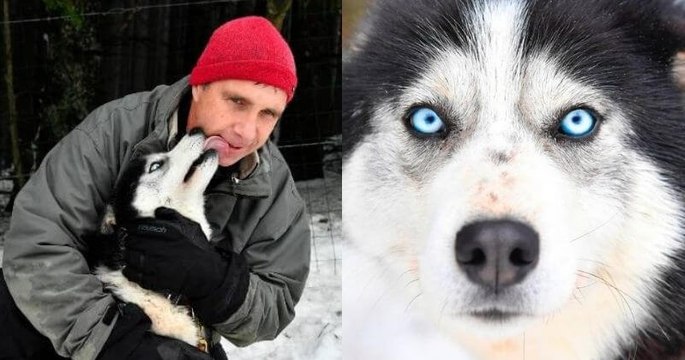 Du jour au lendemain, ce directeur d'usine a tout plaqué pour devenir... musher dans la montagne