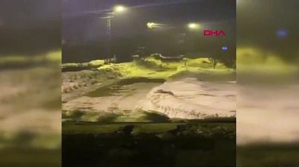 Yüksekova'da yaralı aç kurt, ilçe merkezine inip, yiyecek aradı