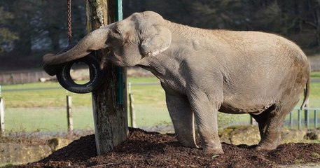 Ancien animal de cirque, cette éléphante n'a pas croisé un seul de ces congénères depuis vingt ans...