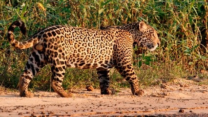 Campaña busca unir a los gobiernos de américa latina en torno a la protección de jaguar
