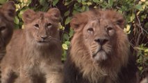 Animales de zoológico disfrutan falta de visitantes durante cuarentenas