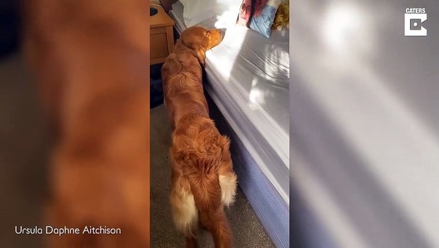 Ce chien patiente seul en regardant une photo de ses maitres sur un coussin... trop mignon