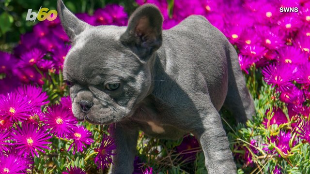 These French Bulldog Puppies Are Adorable But Also Incredibly Expensive
