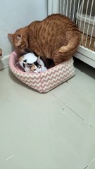 Cat Comandeers Comfy Bed