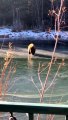 Big Bear Finds Itself on Thin Ice