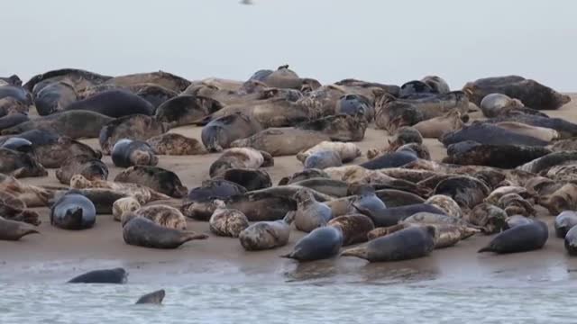 Cientos de focas regresan a la costa norte de Francia tras proteger el país a estos animales durante 40 años