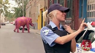 Pink Elephant Prank - Just For Laughs Gags