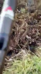 Fisherman Rescues Owl From His Lure