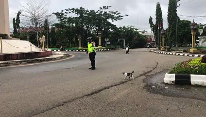 Police Officer Helps Kitty Cross the Street