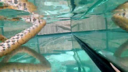 Animal Park Compilation Specials S01E16 (8 June 2020)
