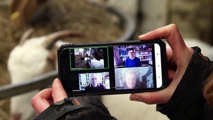 Cabras que hacen videollamadas, la original salvación de una granja británica