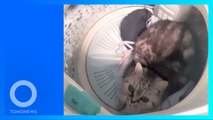 Viral! Kucing Diputar di Mesin Cuci Karena Buang Air Sembarangan - TomoNews