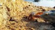 Unique Hunting Style _ Hungry Turtles Eating Crabs From Dry-Crab-Hole_ Best Nature's Video  | CreativeVilla.