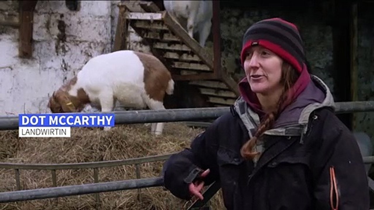 Ziegen mischen Videokonferenzen auf