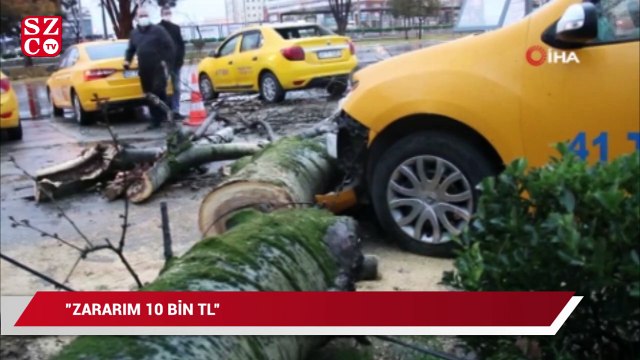 Fırtınanın devirdiği ağaç park halindeki taksileri parçaladı