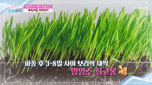 새싹보리 혈관 독소 제거하는 해독비법✓ TV CHOSUN 210212 방송