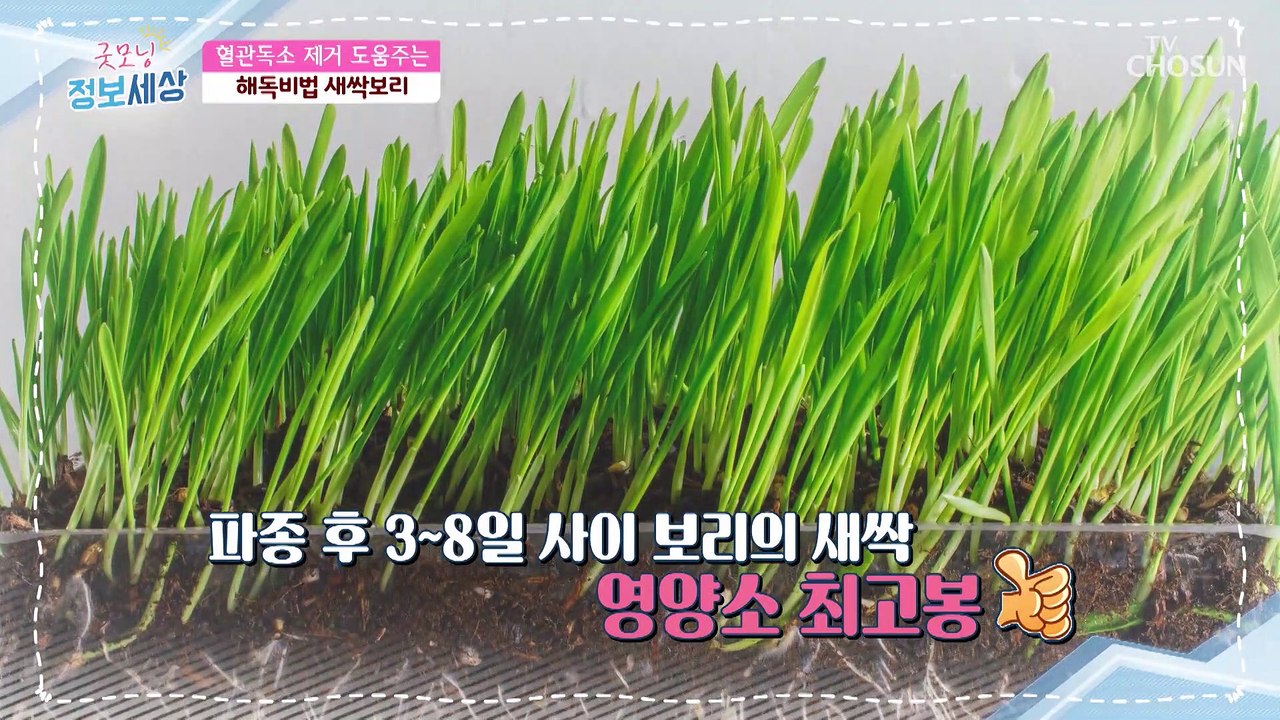 새싹보리 혈관 독소 제거하는 해독비법✓ TV CHOSUN 210212 방송