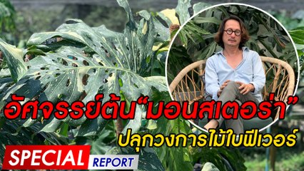 อัศจรรย์ต้น“มอนสเตอร่า”ปลุกวงการไม้ใบฟีเวอร์ | SPECIAL REPORT | Dailynews