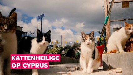 De moeder van 800 katten