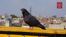 Kabootar Bazi Tournament 2020 | Pigeon Flying Competition in Ramzan