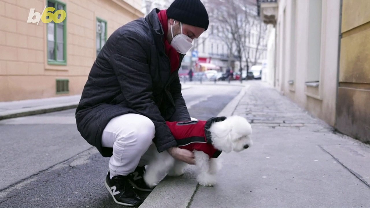 Does Your Dog Take After You?