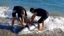 Rescatado un delfín varado en la playa de las Olas (Almería)