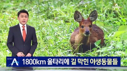 1800km 울타리에 길 막힌 야생동물들…사고 위험에 노출