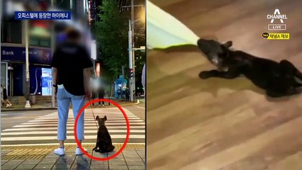 옆집에 하이에나?…“법적 규제 없다” 야생동물 거래 허점