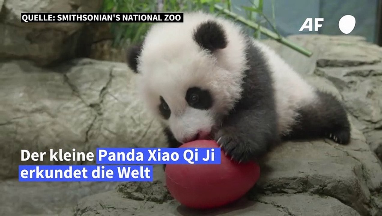 Kleiner Panda erkundet seine Welt im Zoo von Washington