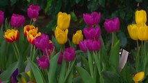 bd-caracteristicas-y-mantenimiento-de-tulipanes-y-otras-plantas-de-bulbos-120221